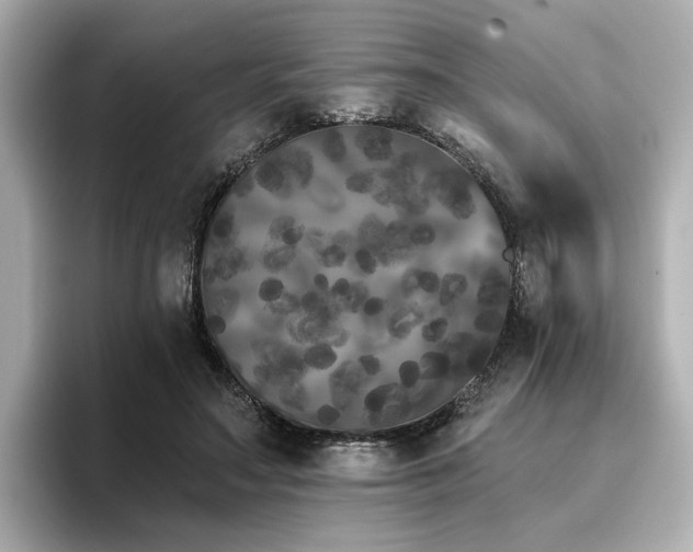 X0000096720499200802051445