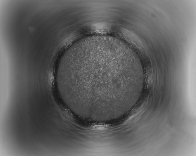X0000096720595200802051444