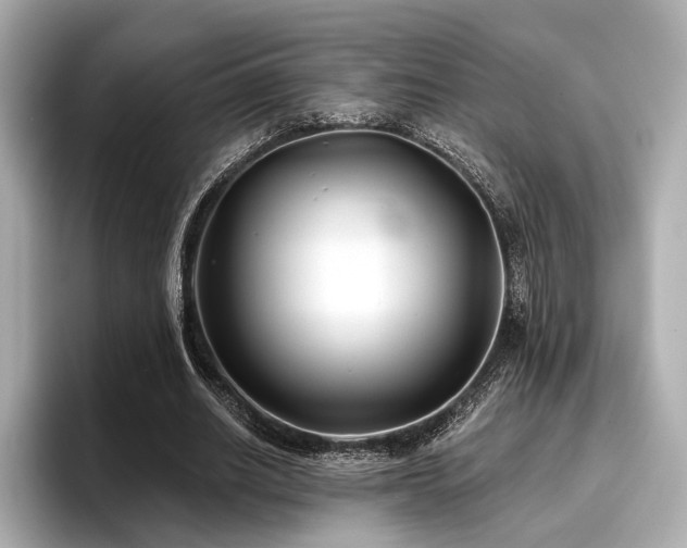 X0000096720630200802051443