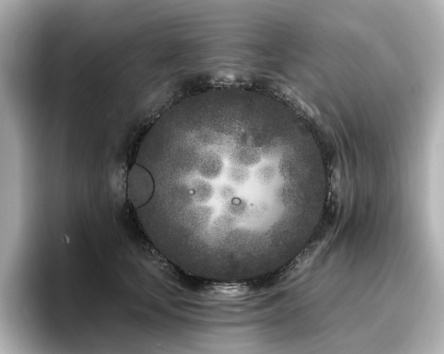 X0000096720659200802051444
