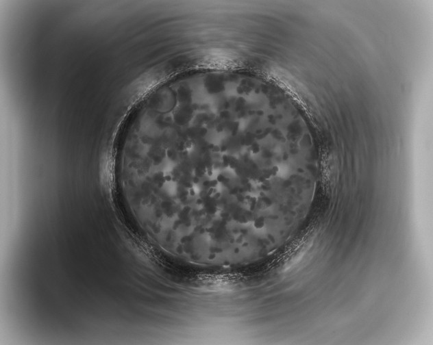 X0000096720679200802051443