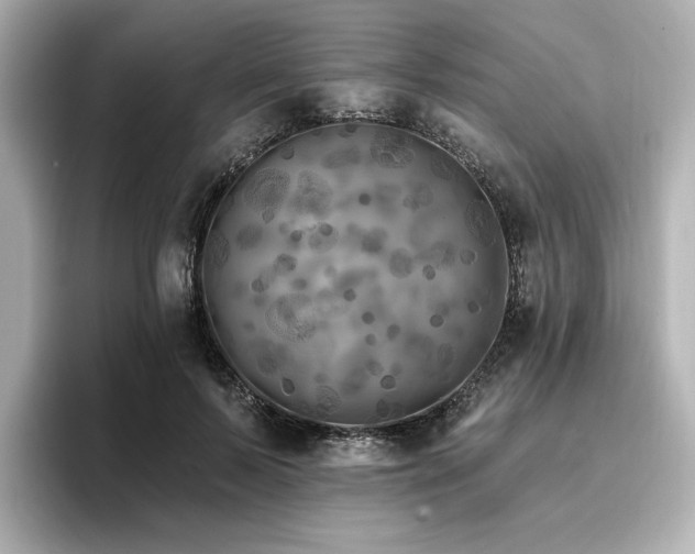 X0000096720695200802051443