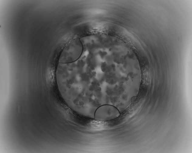 X0000096720699200802051443