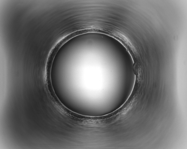 X0000096720780200802051442