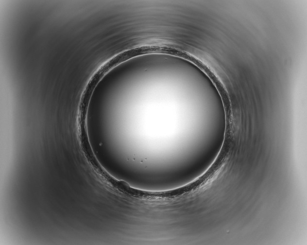 X0000096720783200802051442