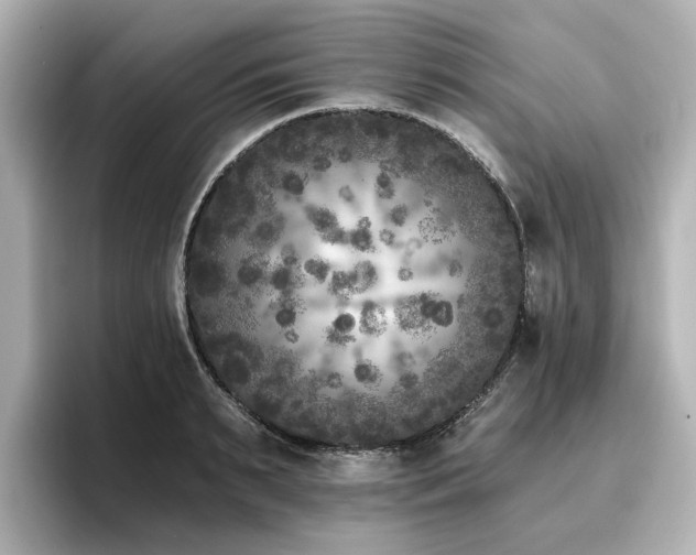 X0000096720895200802051440
