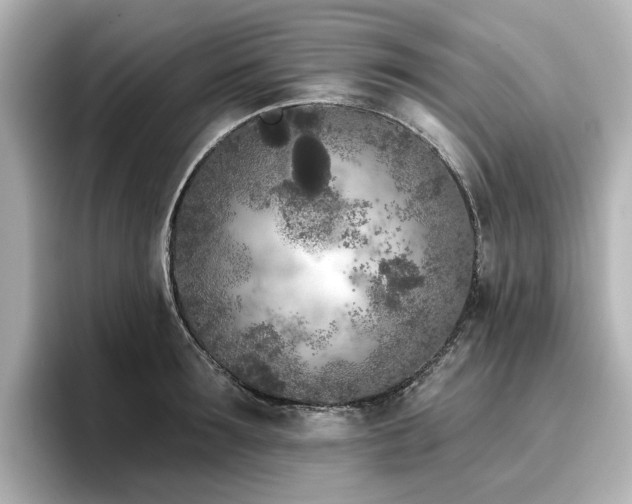 X0000096720899200802051440