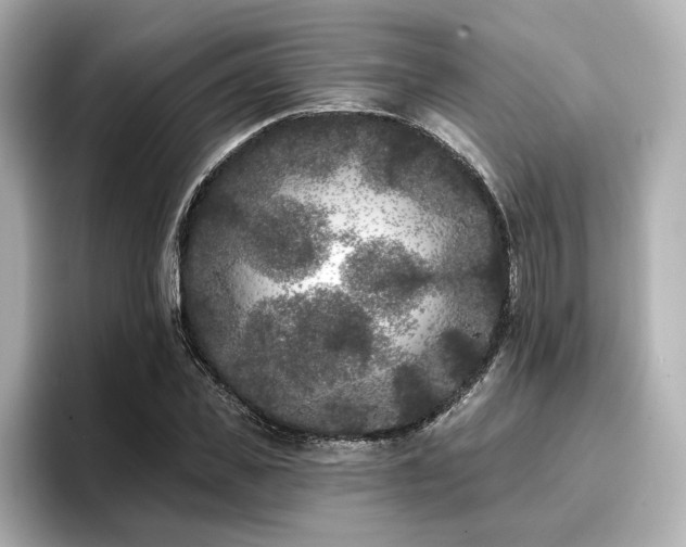 X0000096720925200802051440