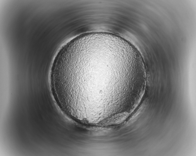X0000096720995200802051439