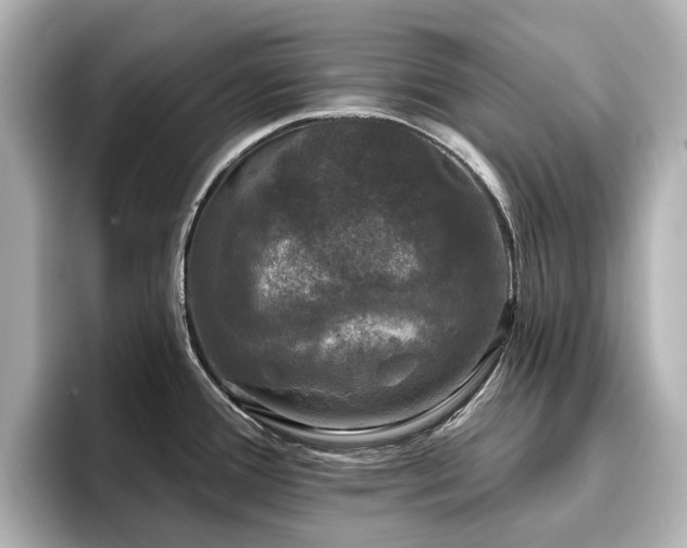 X0000096721388200802051433