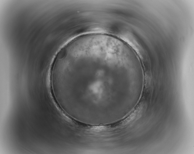X0000096721477200802051432