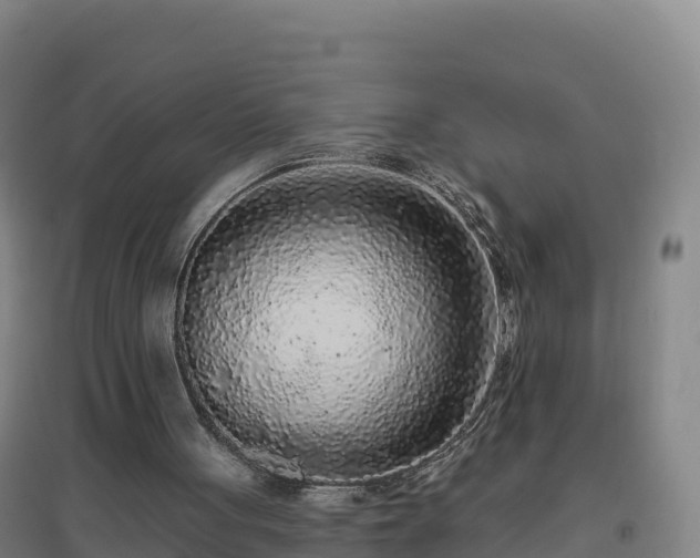 X0000096720051200802121257