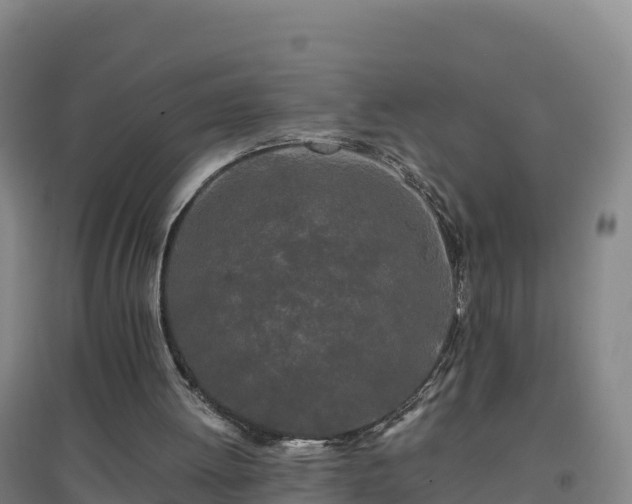 X0000096720052200802121257