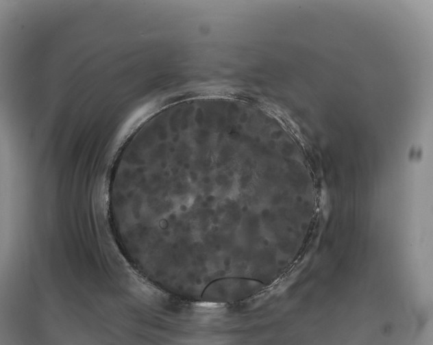 X0000096720053200802121257