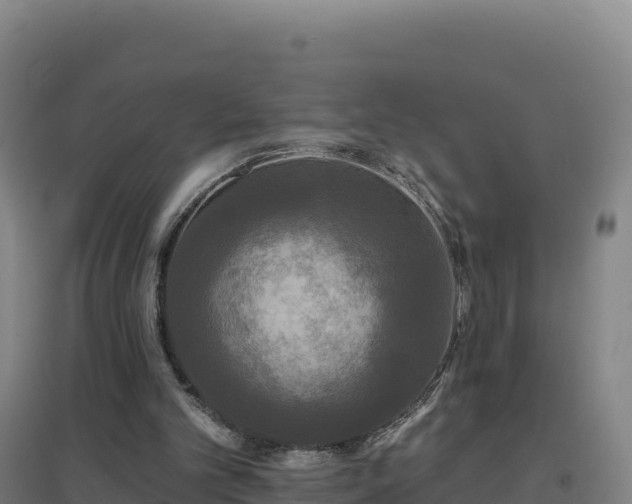 X0000096720101200802121257