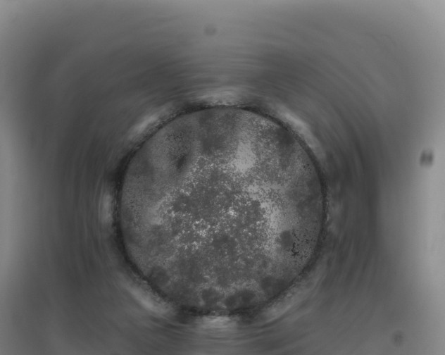 X0000096720161200802121256