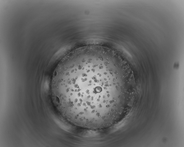 X0000096720166200802121256