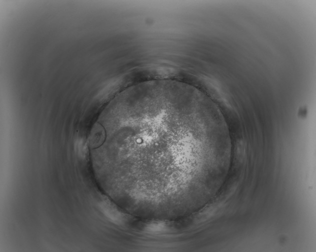 X0000096720177200802121256