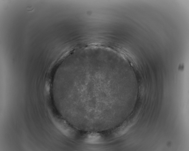 X0000096720214200802121255