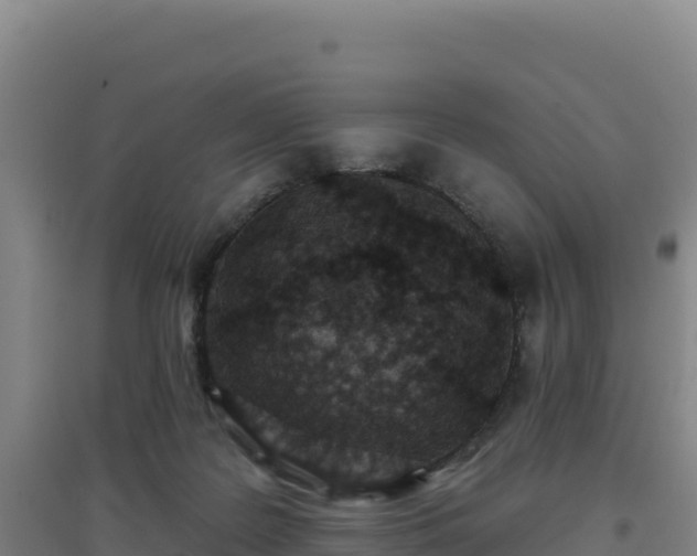 X0000096720219200802121255