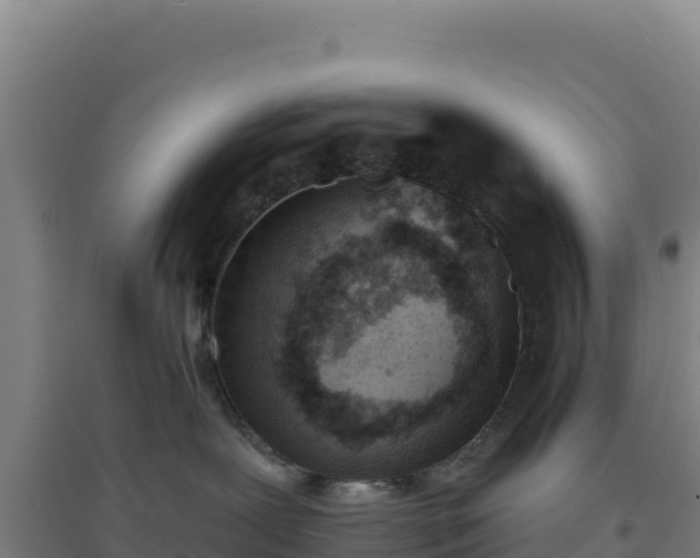 X0000096720239200802121255