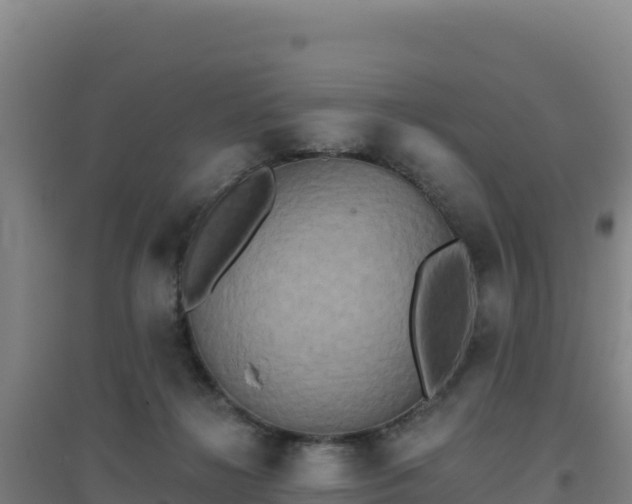 X0000096720268200802121255