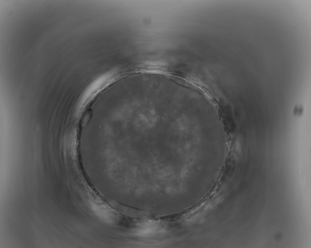 X0000096720293200802121254