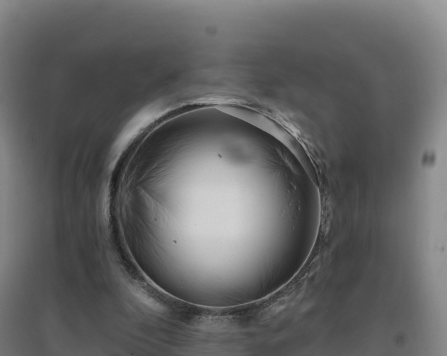 X0000096720296200802121254