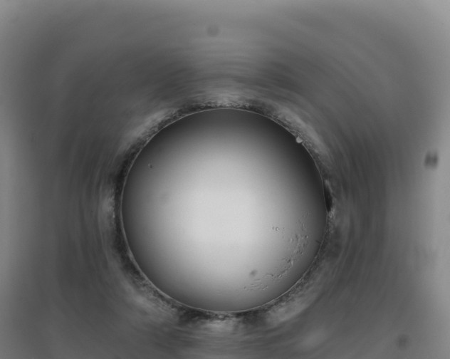 X0000096720306200802121254