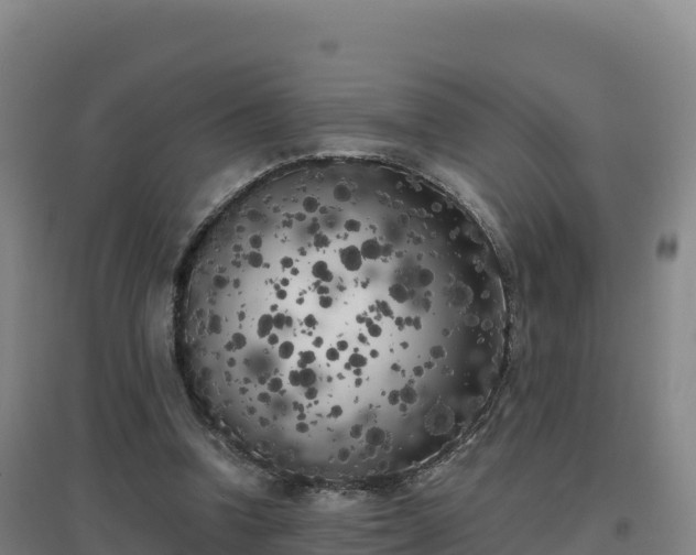 X0000096720346200802121253