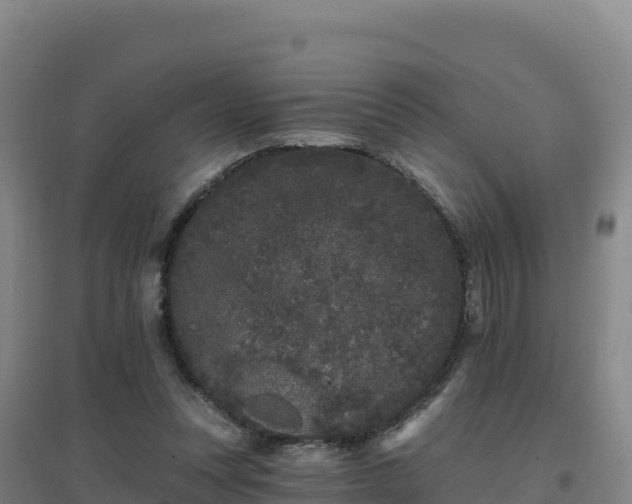 X0000096720351200802121253