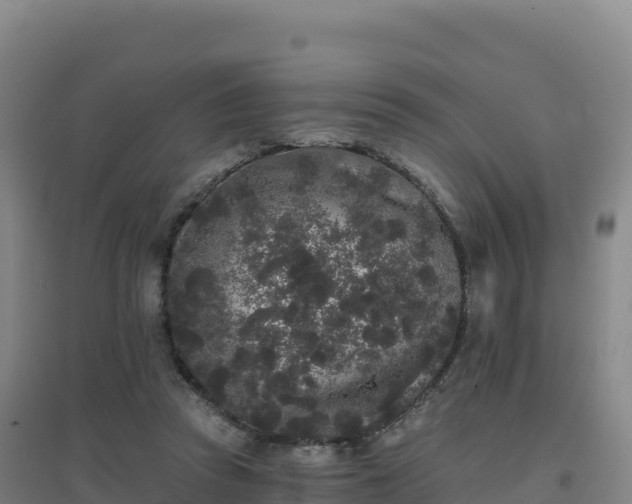 X0000096720353200802121253