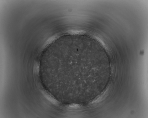 X0000096720357200802121253