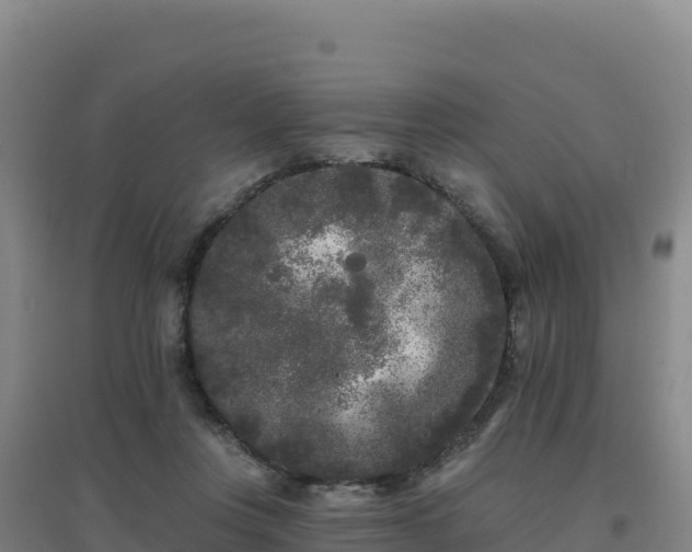 X0000096720359200802121253