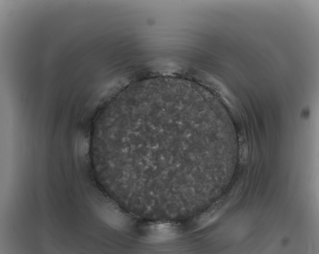 X0000096720365200802121253