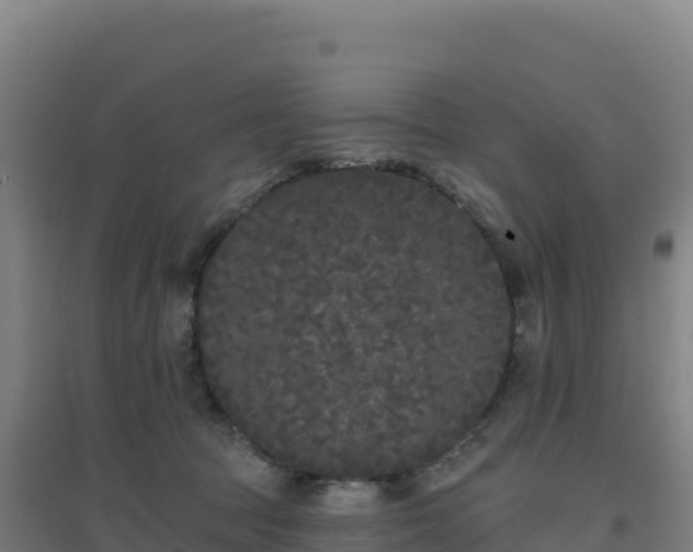 X0000096720369200802121253