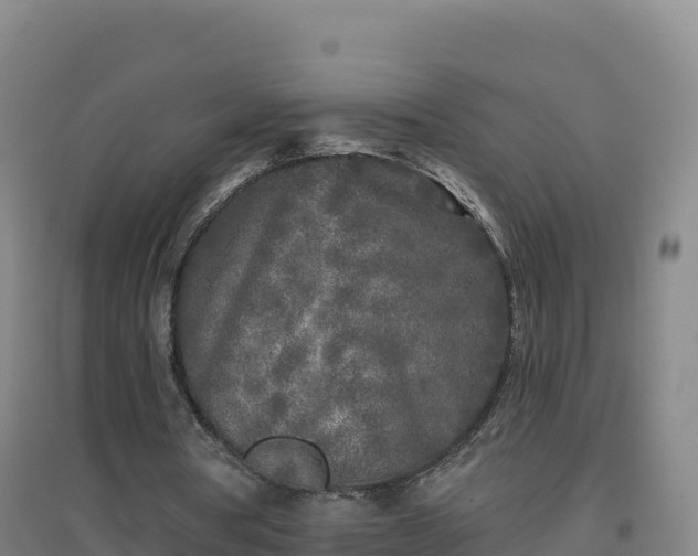 X0000096720386200802121253