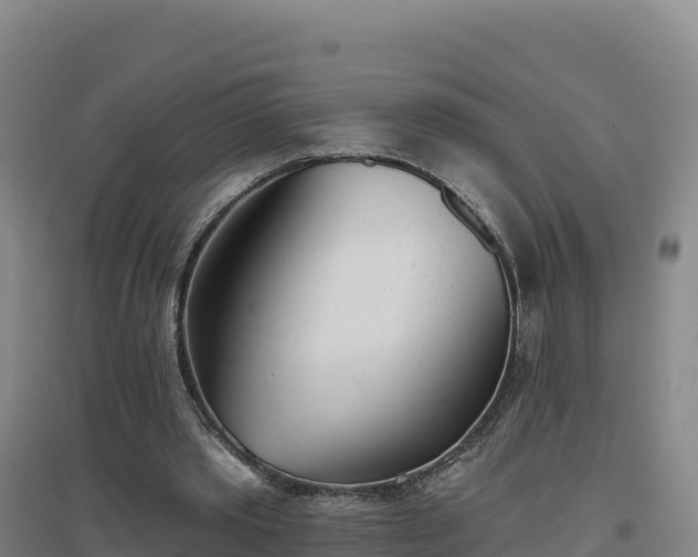 X0000096720389200802121253