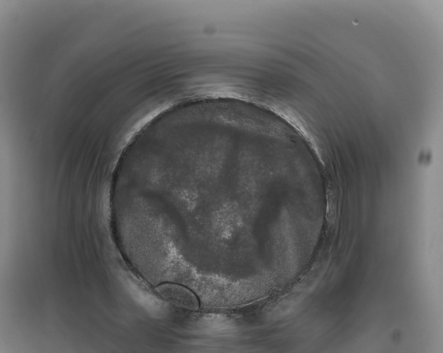 X0000096720390200802121253