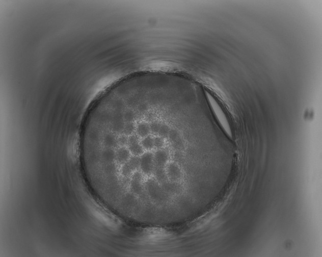 X0000096720392200802121253