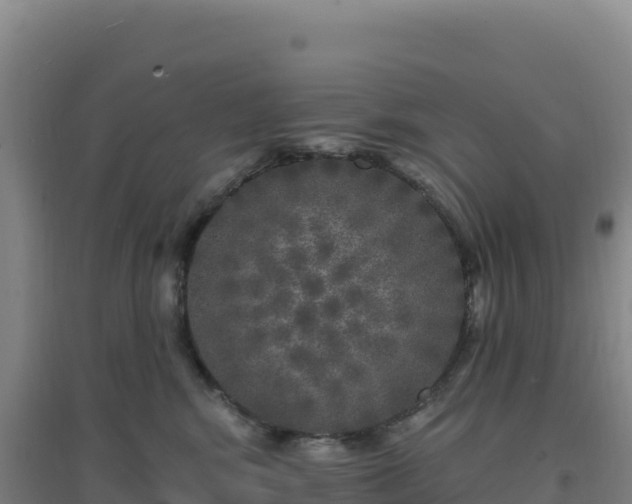 X0000096720424200802121252