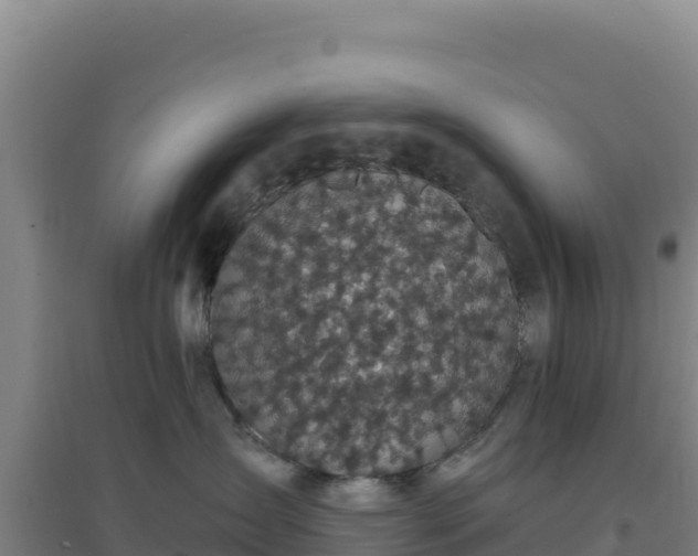 X0000096720431200802121252