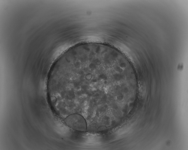 X0000096720487200802121251