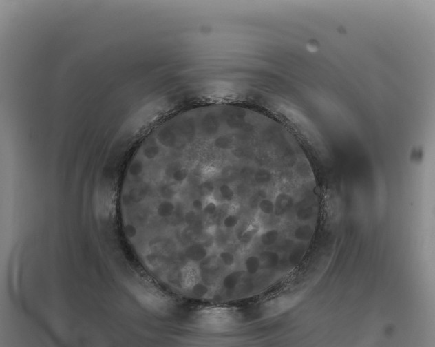 X0000096720499200802121251