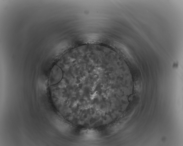 X0000096720503200802121251