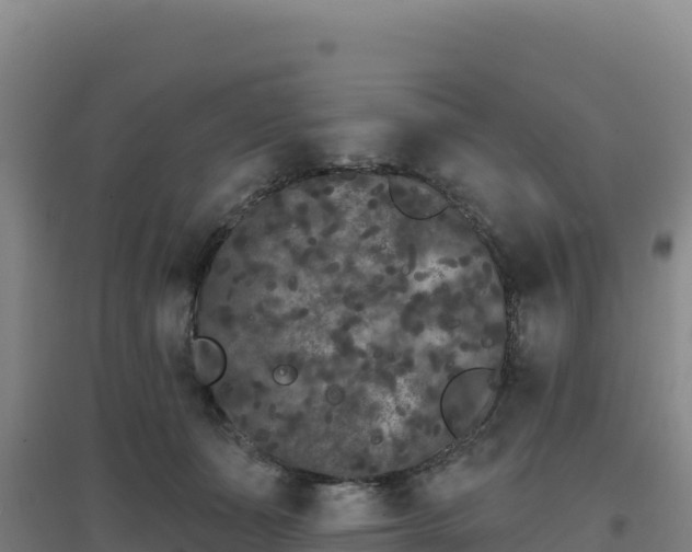 X0000096720511200802121251