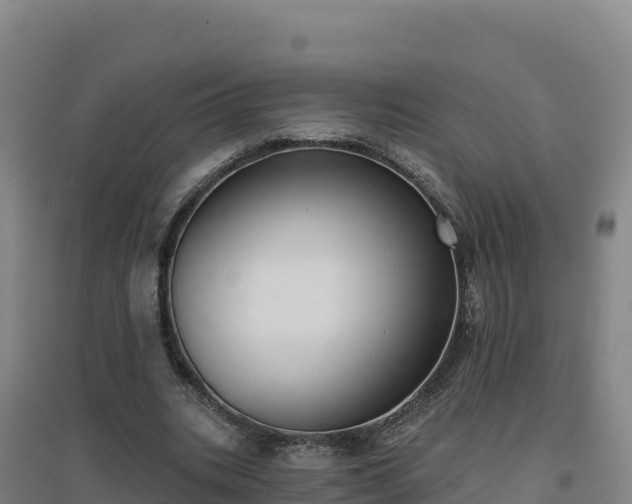 X0000096720535200802121250