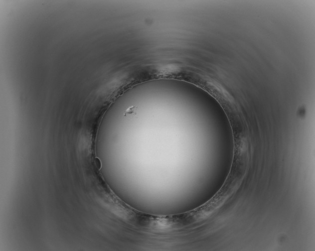 X0000096720565200802121250