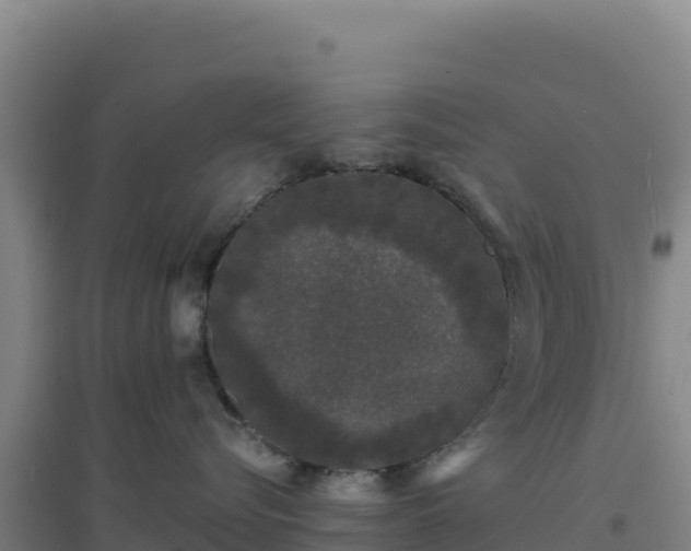 X0000096720576200802121251