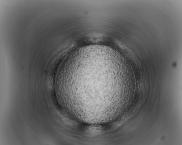 X0000096720606200802121250